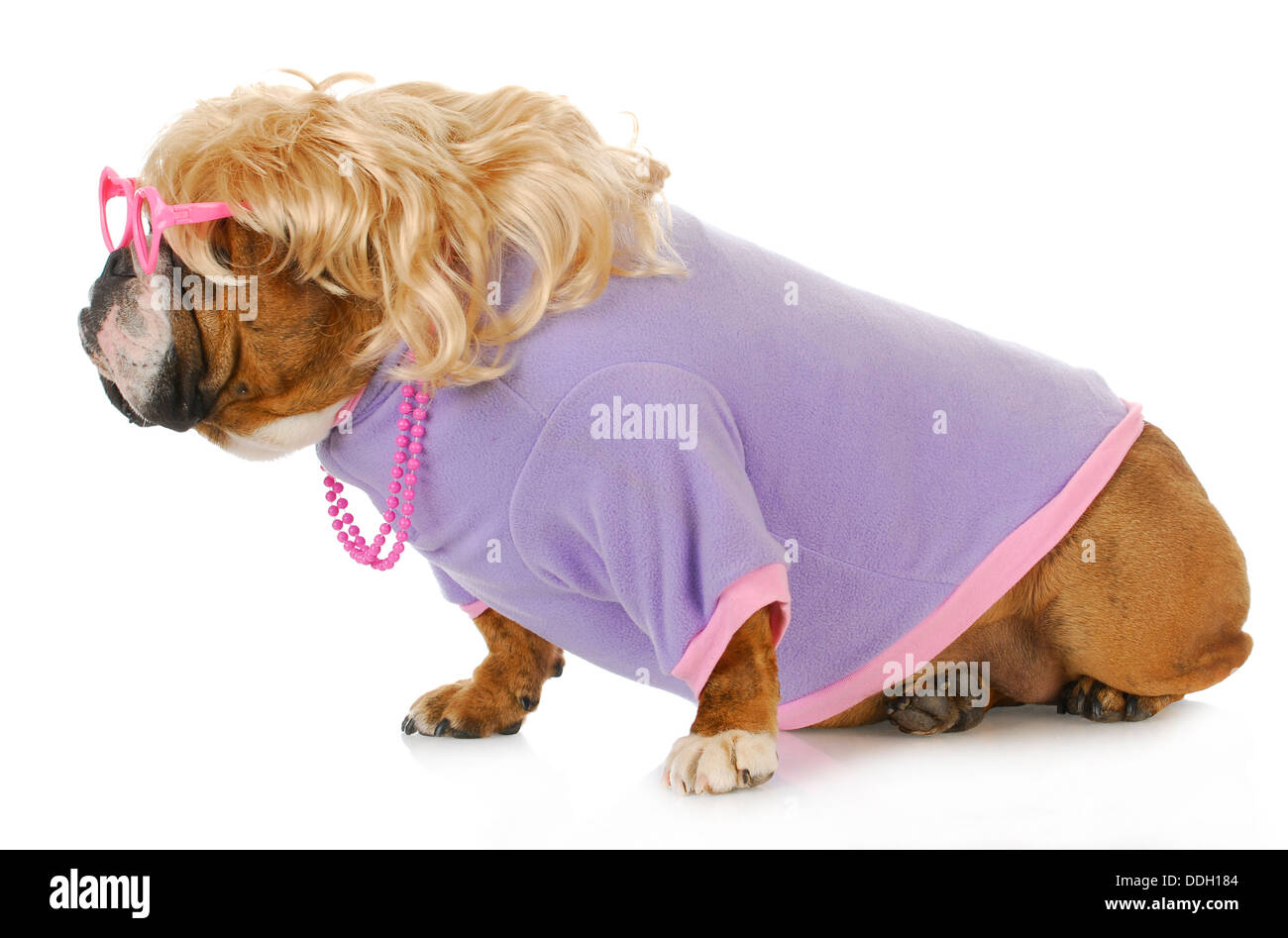 female dog - english bulldog dressed up with blonde wig looking off to the side Stock Photo
