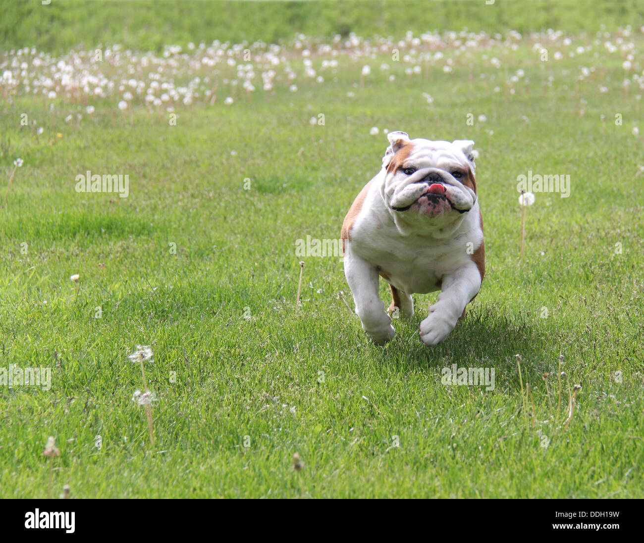 English Bulldog Running High Resolution Stock Photography And Images Alamy