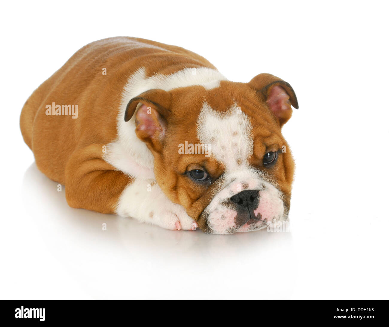 cute puppy laying down english bulldog 8 weeks old Stock Photo Alamy