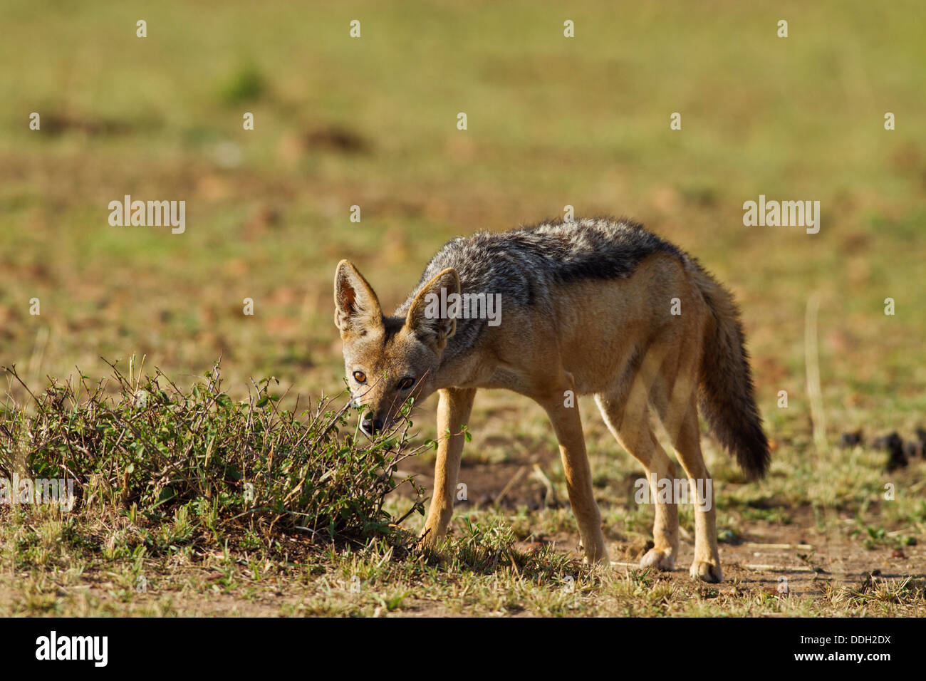 Jackal Eating High Resolution Stock Photography and Images Alamy