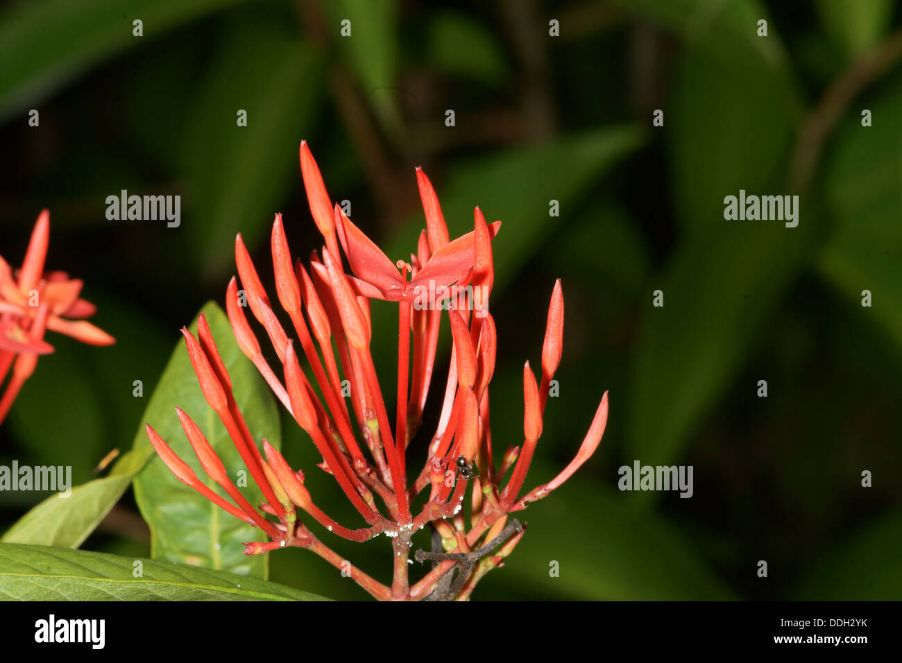 Jungle buds hi-res stock photography and images - Alamy