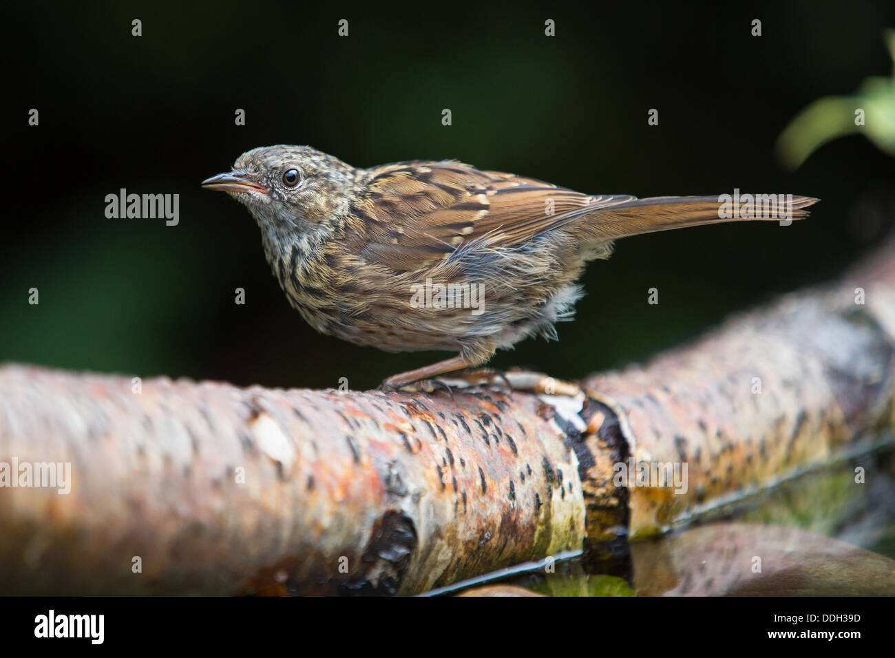 Close-up of a Dunnock (Prunella modularis) balancing on a branch in a garden pond, side view (also called hedge sparrow) Stock Photo