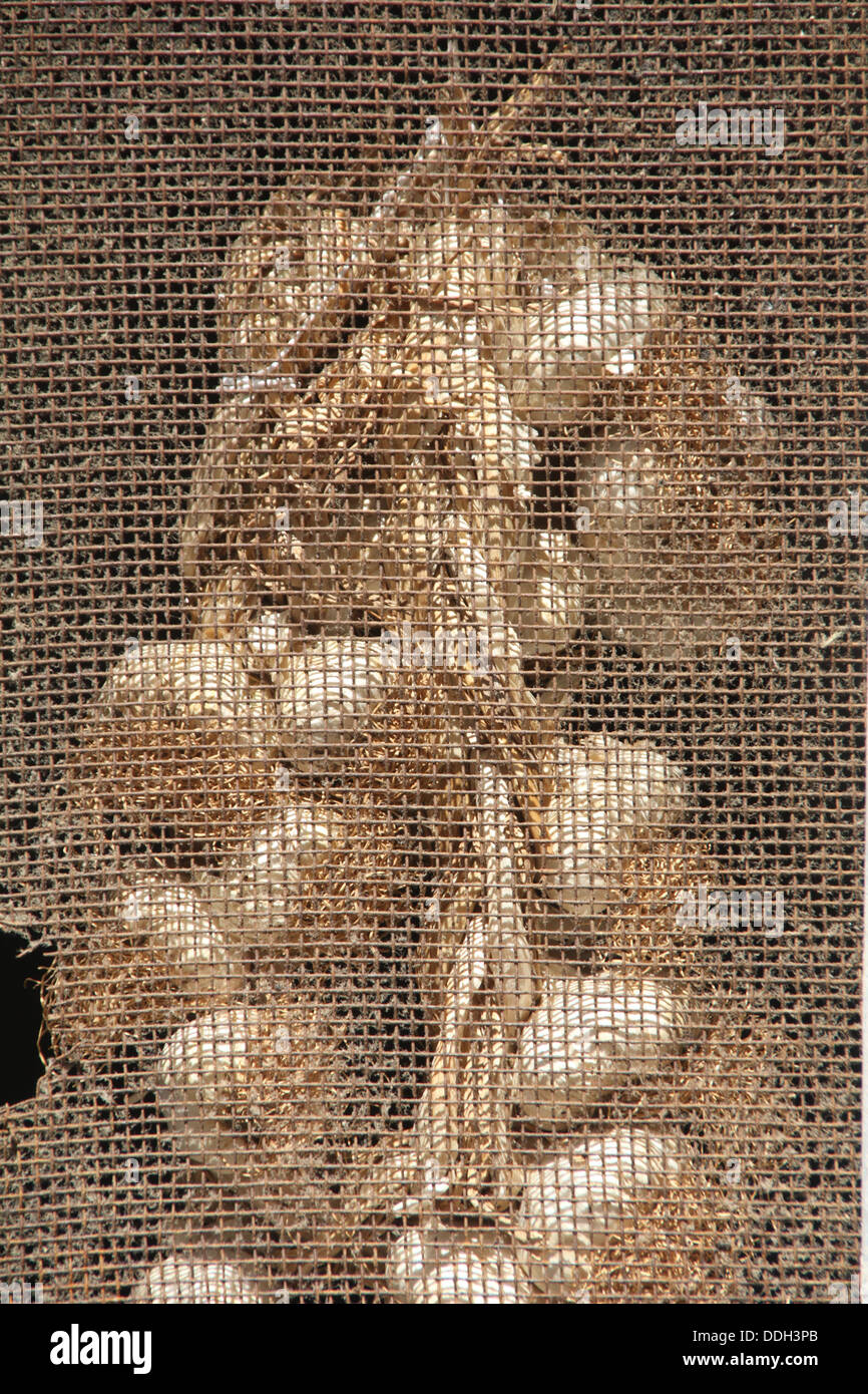 Hanging garlic greece hires stock photography and images Alamy