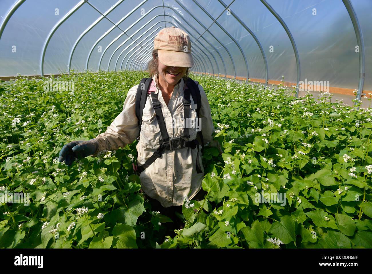 Woman in a hoop house with tall cover crop in Oregon's Wallowa Valley