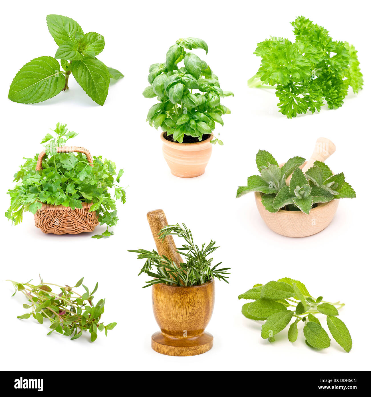 collection of fresh herbs collage Stock Photo Alamy
