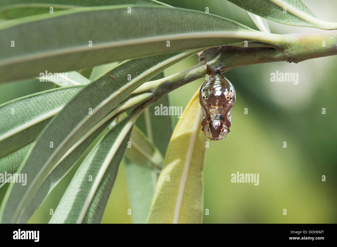 Euploea Core. Common Indian crow butterfly pupa Stock Photo