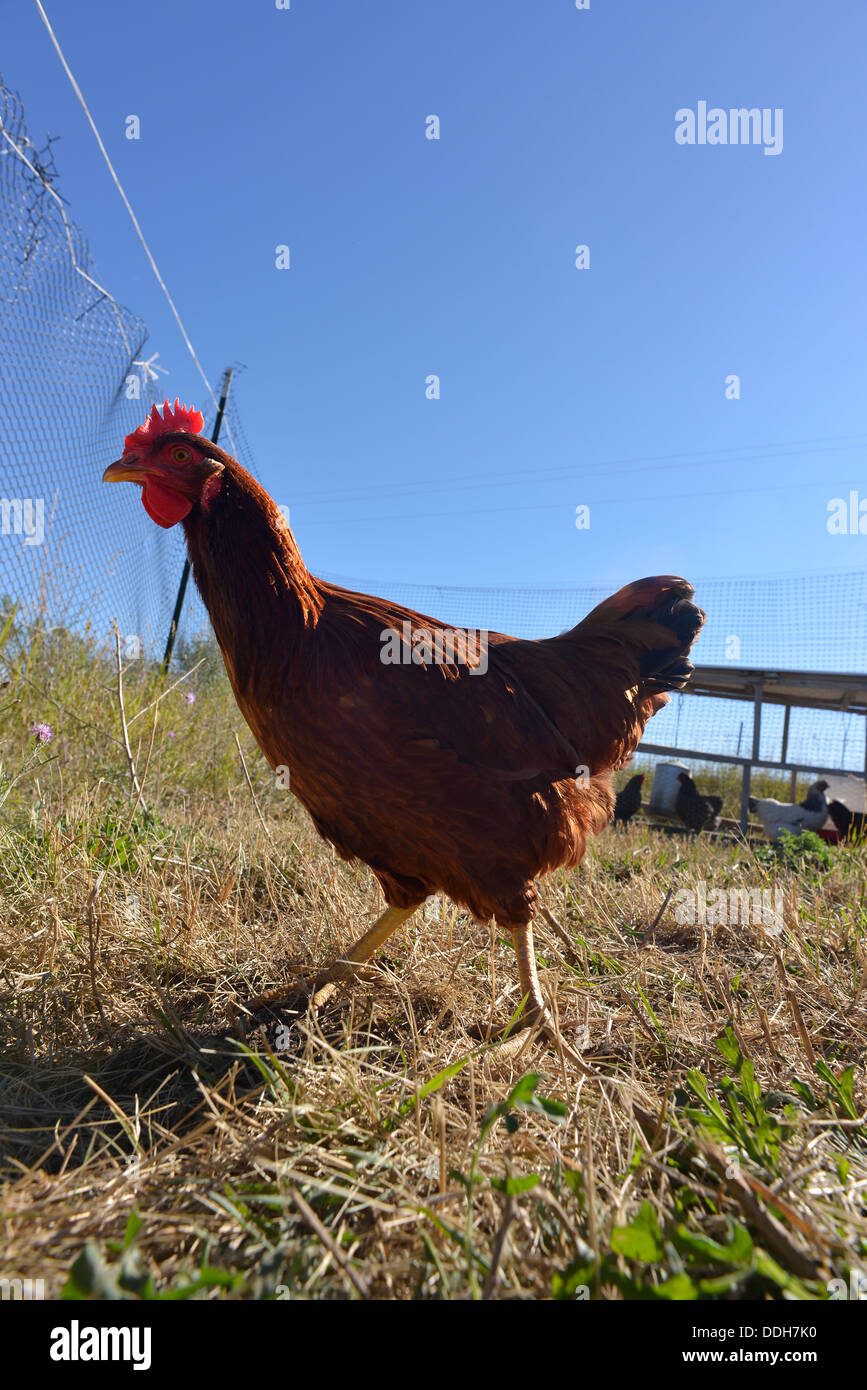 Rhode Island Red chicken on a farm in Oregon's Wallowa Valley. Stock Photo
