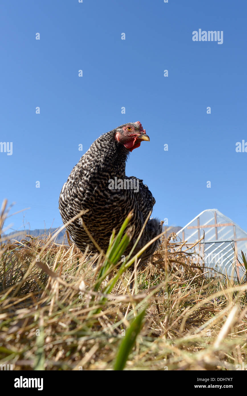 Barred Rock chicken on a farm in Oregon's Wallowa Valley. Stock Photo