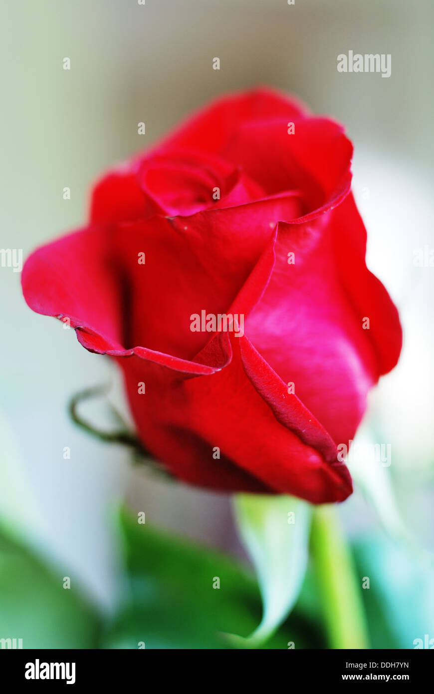 beautiful fresh scarlet rose bud against blure background Stock Photo
