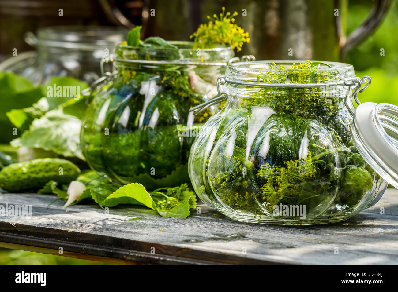 Fresh pickling cucumbers in the countryside Stock Photo Alamy