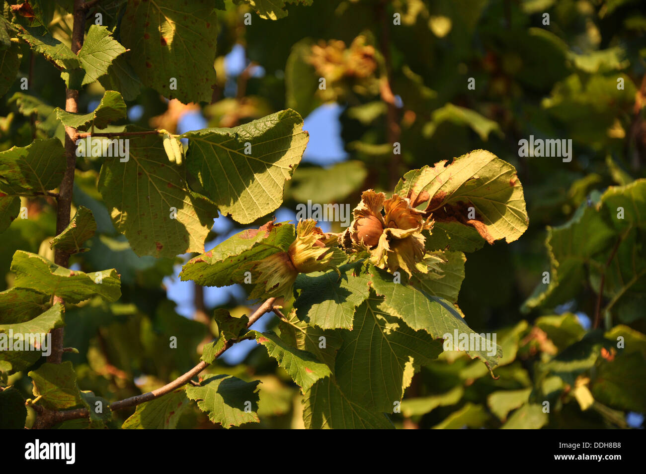 Ripe hazelnuts cob nuts in hires stock photography and images Alamy