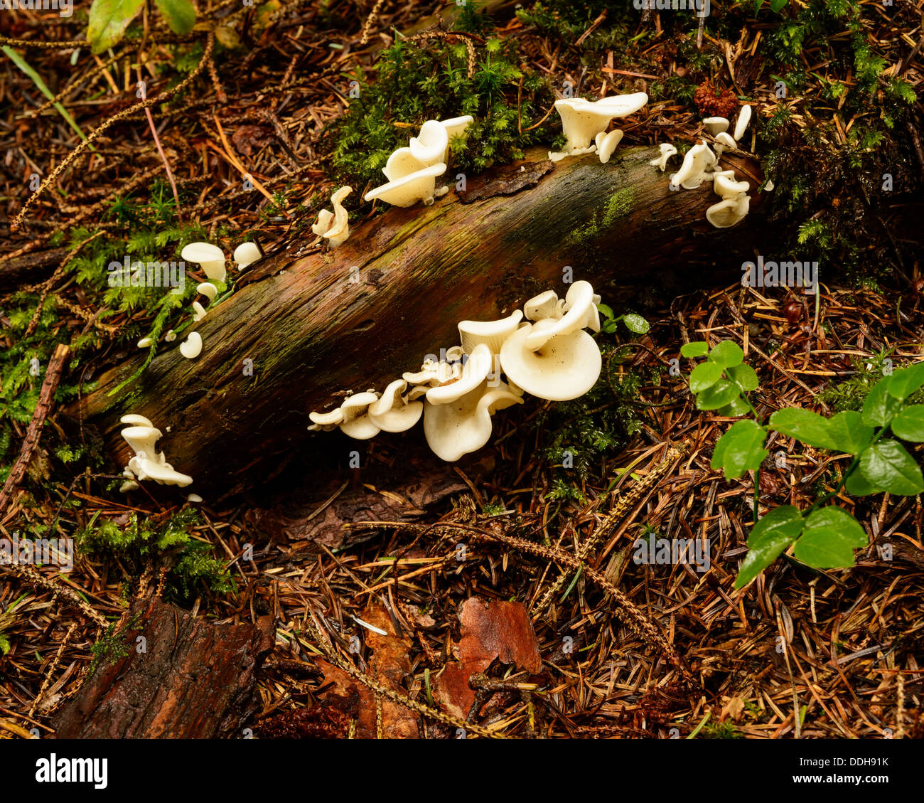 Fungi growning on an old log at forest floor, Rogaland, Norway. Stock Photo