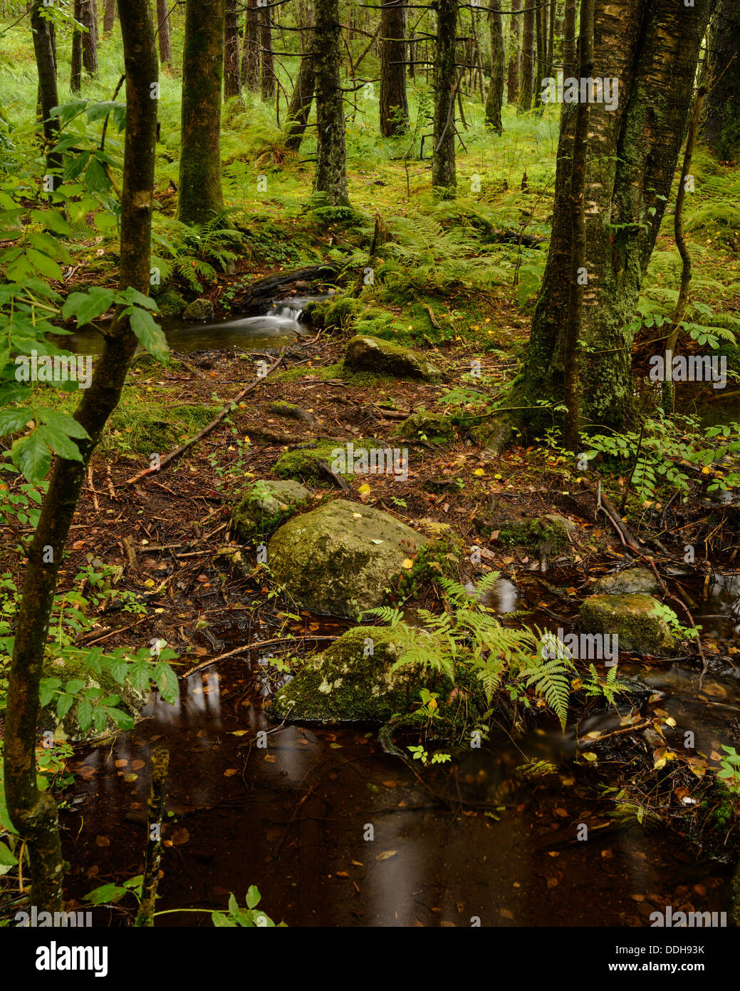 Autumn in the woodland landscape at Sørmarka, Rogaland, Norway. Stock Photo