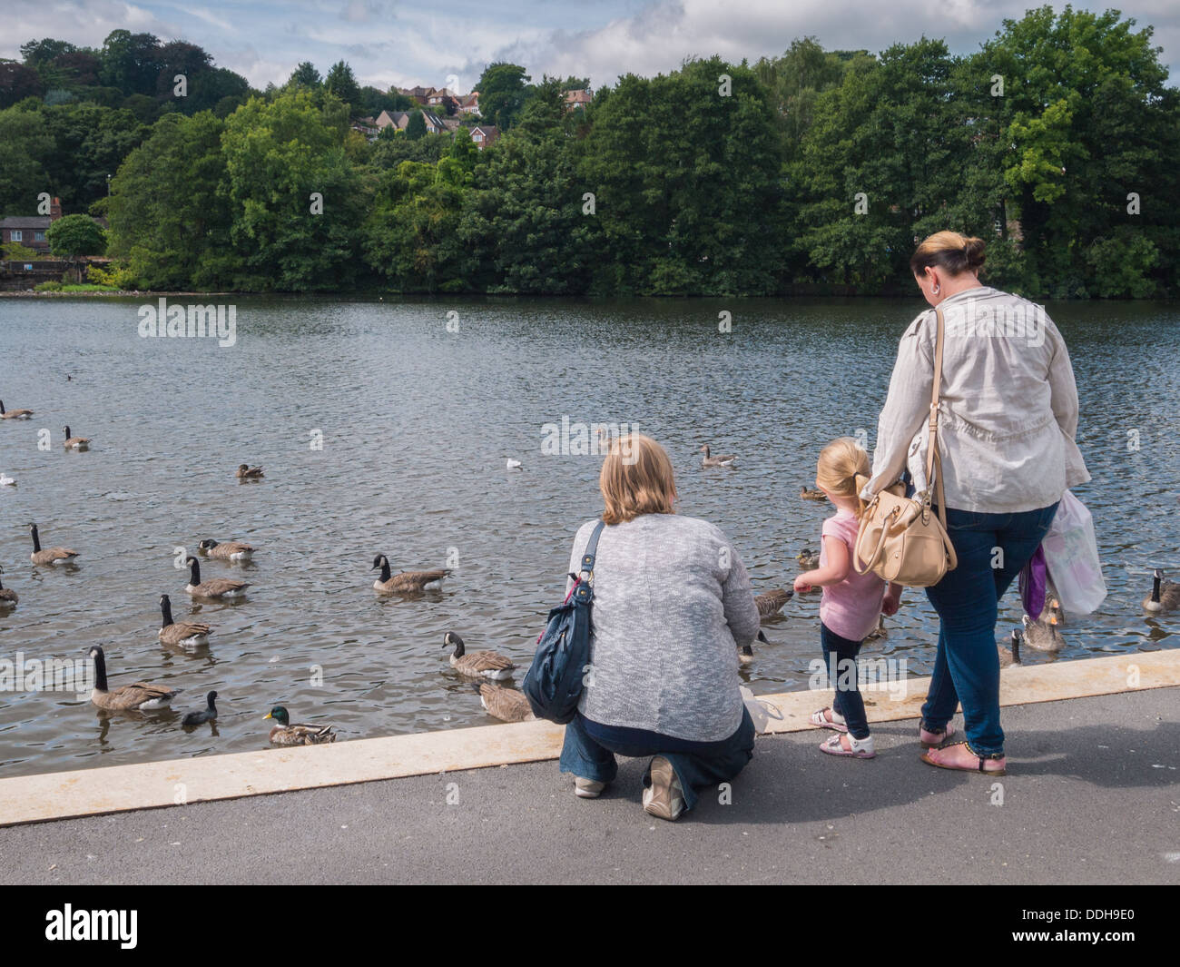Young family feeding geese with bread next to a boating lake. Stock Photo