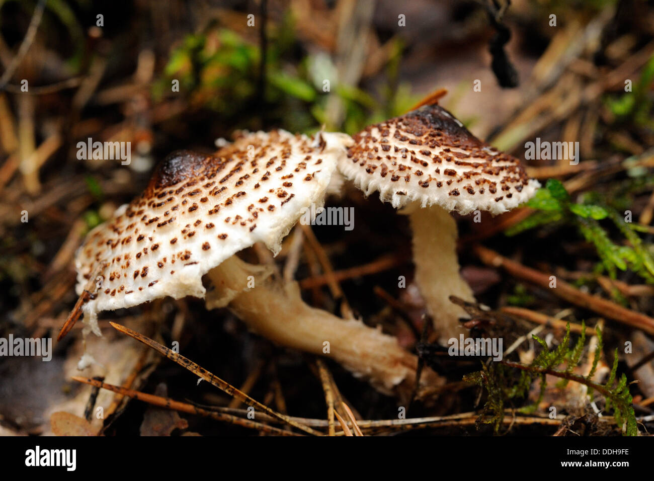 Lepiota aspera; sometimes known commonly as the Freckled Dapperling, is a large brownish; white gilled mushroom. Stock Photo