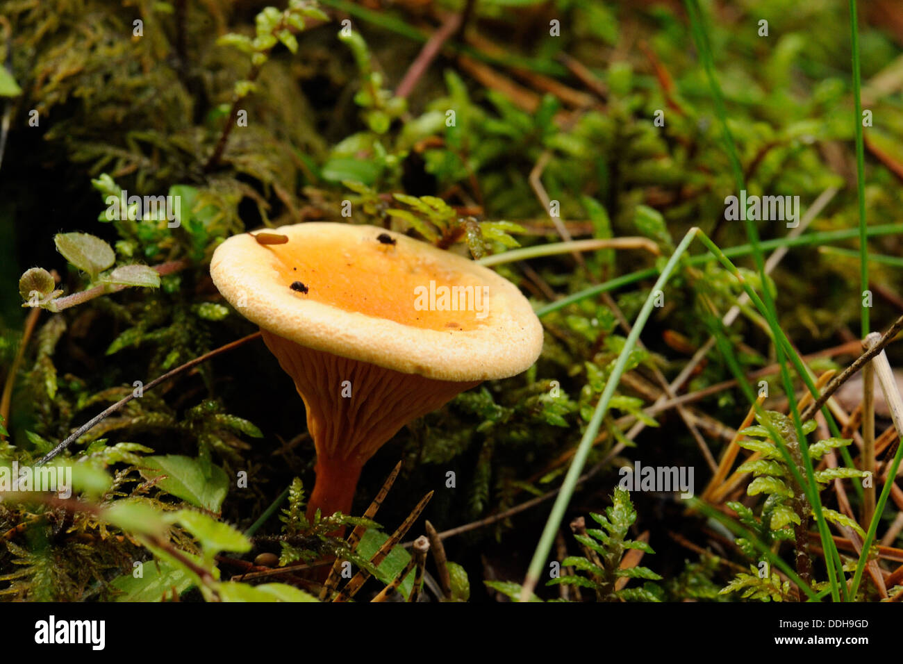 Cantharellus cibarius, commonly known as the chanterelle, golden chanterelle or girolle, is a fungus. Stock Photo