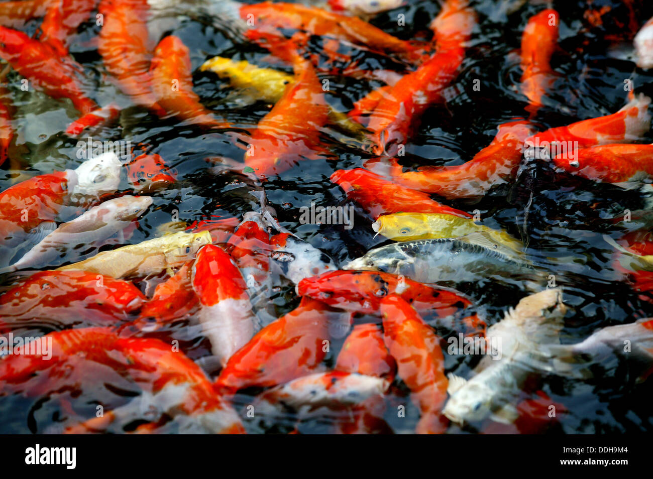 Koi carp hi-res stock photography and images - Alamy