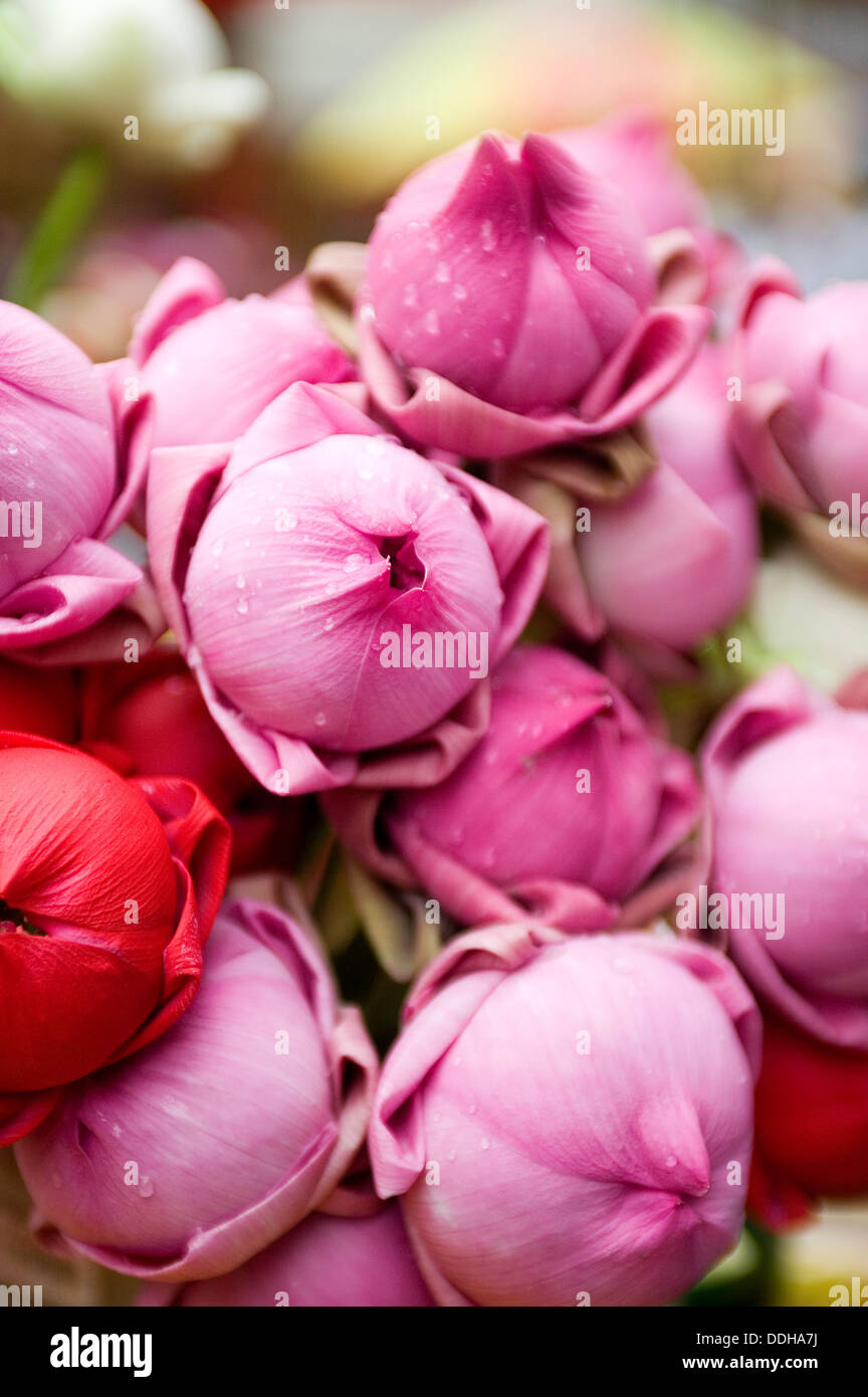 A bunch of pink lotus flower buds as temple offerings Stock Photo Alamy