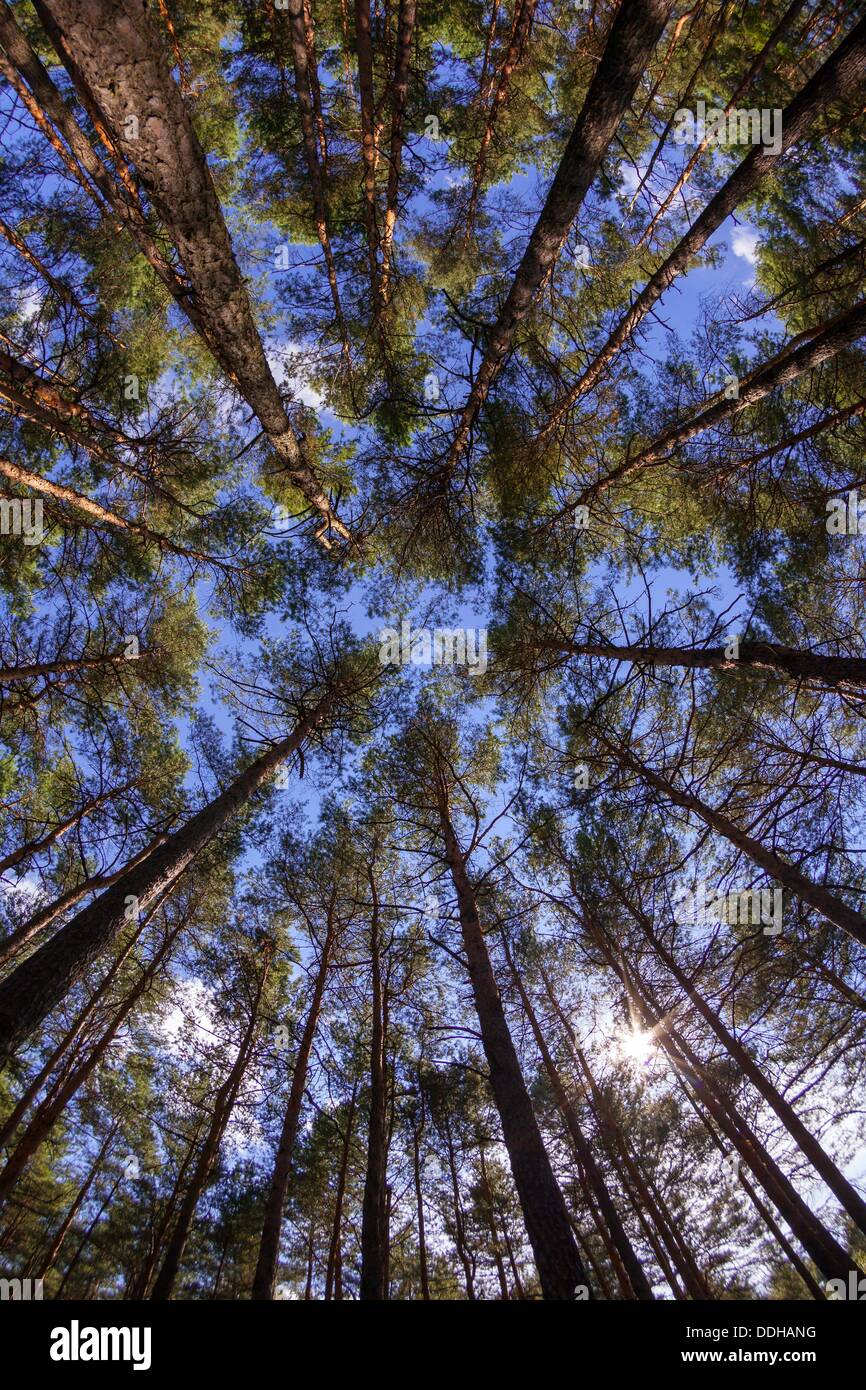 Germany/Brandenburg/Proschim, a forest with Pine trees in Brandenburg (Lusatia), 26 Aug 2013 Stock Photo