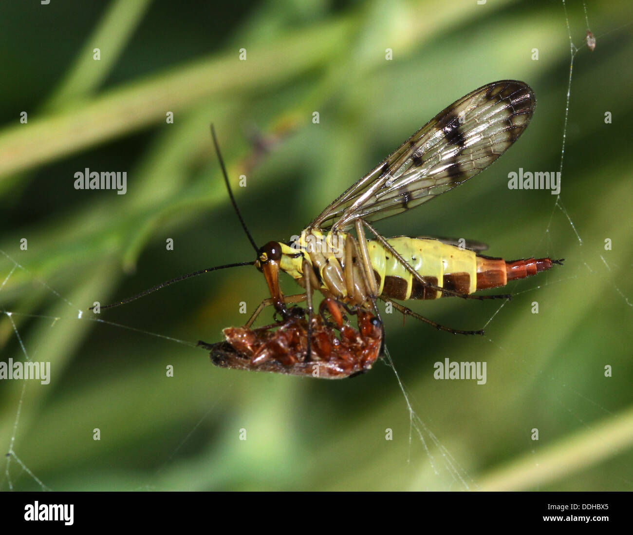 Close-up of a female common scorpionfly ( Panorpa communis) feeding on a prey Stock Photo