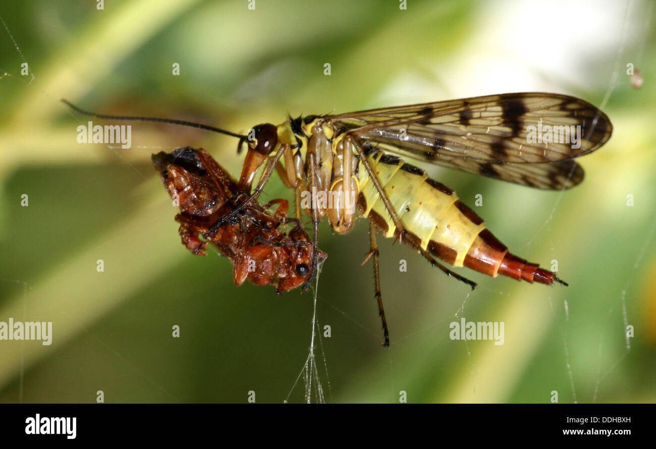 Close-up of a female common scorpionfly ( Panorpa communis) feeding on a prey Stock Photo
