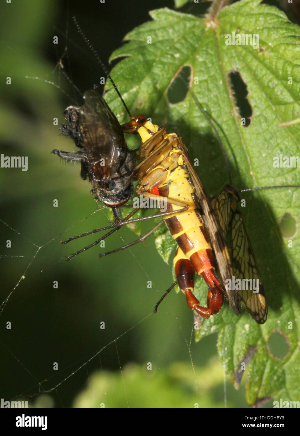 Close-up of a mating male common scorpionfly ( Panorpa communis) with its scorpion-like tail fully visible, while eating a prey Stock Photo