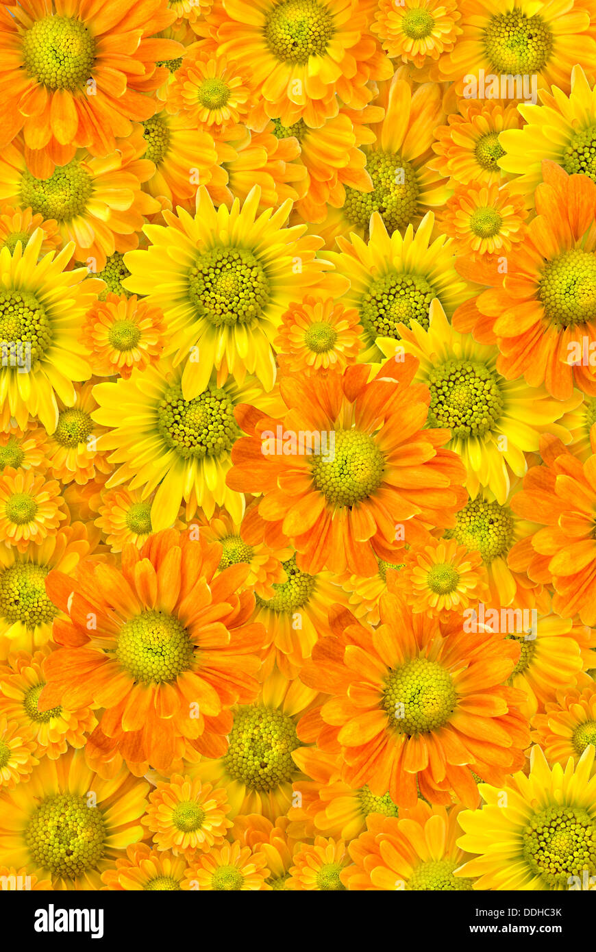 Yellow flowers background Stock Photo - Alamy