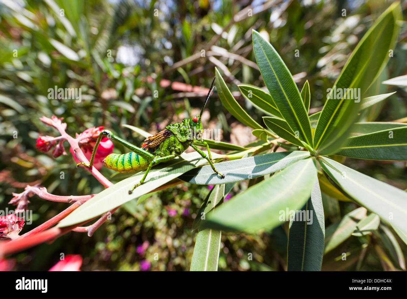 Africa,Kenya,View of Grasshopper on leaves at Samburu National Reserve Stock Photo