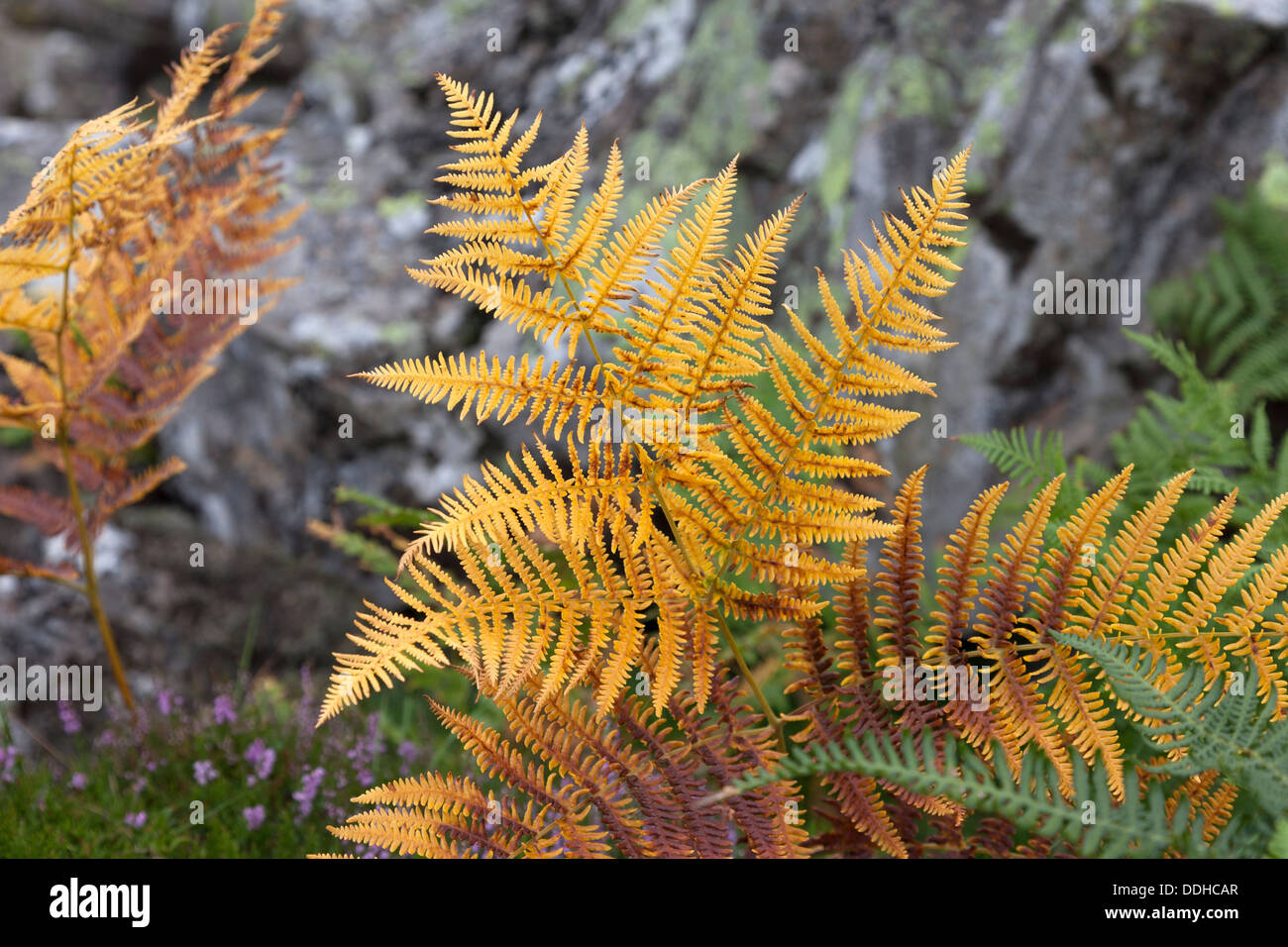 Bracken Pteridium aquilinum in Autumnal Colours Teesdale UK Stock Photo
