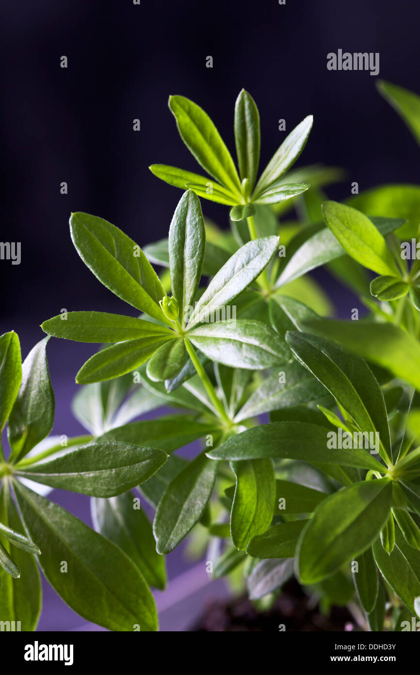 Woodruff, close up Stock Photo