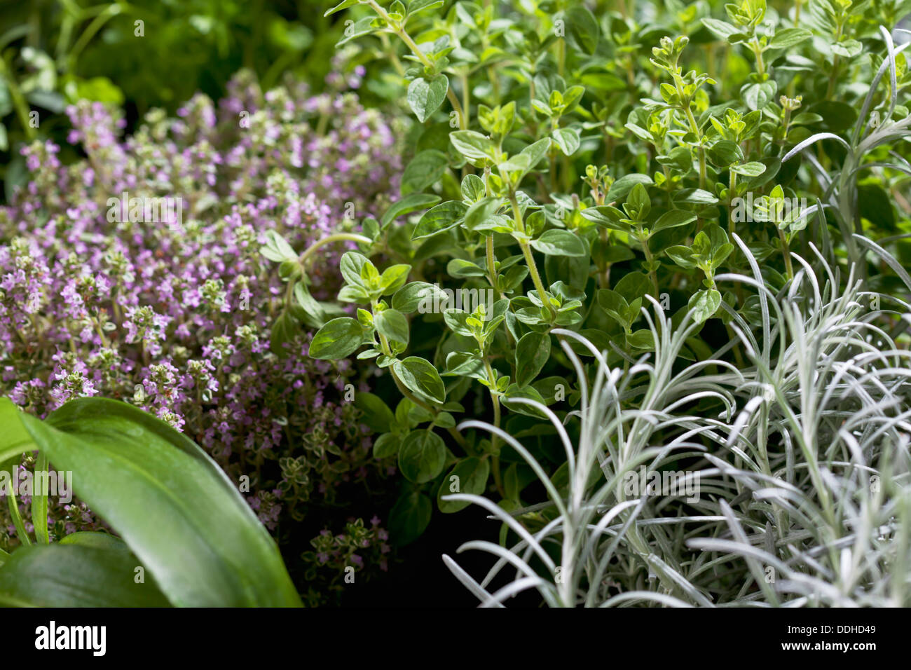 Varieties of herbs, close up Stock Photo Alamy