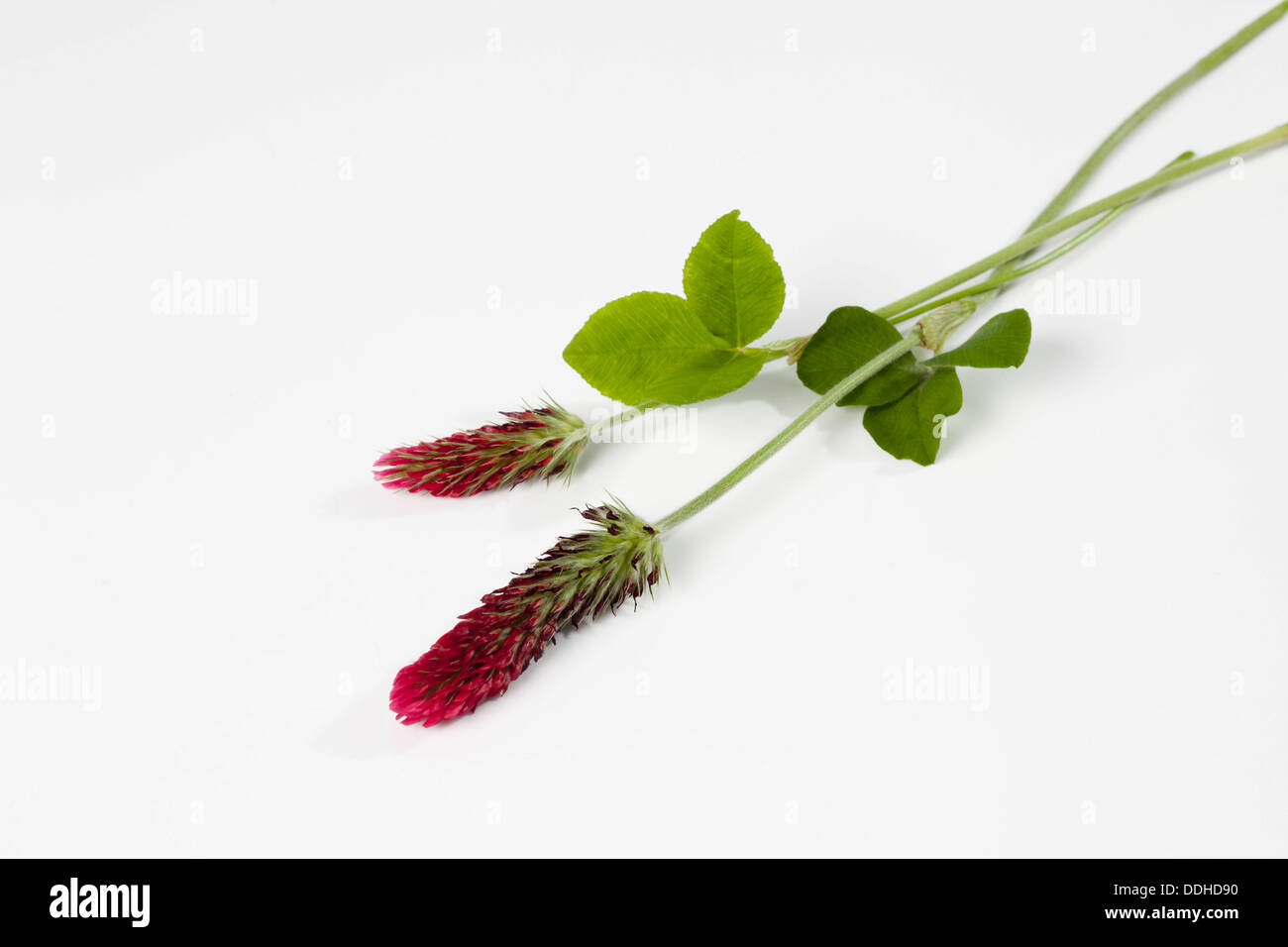 Red Trifoil flowers on white background, close up Stock Photo