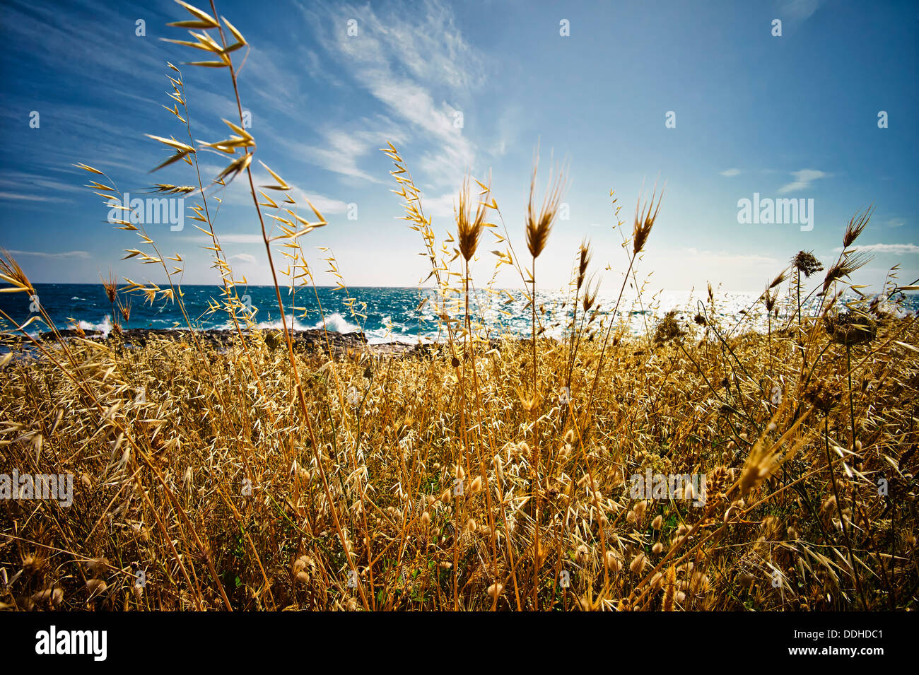 Italy, View of Wild Oat at Ionean sea Stock Photo