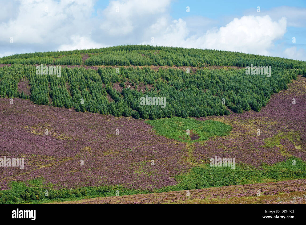 Woodland and heather cover hills, in Aberdeenshire, North East Scotland, on the Old Military Road south of Aboyne Stock Photo