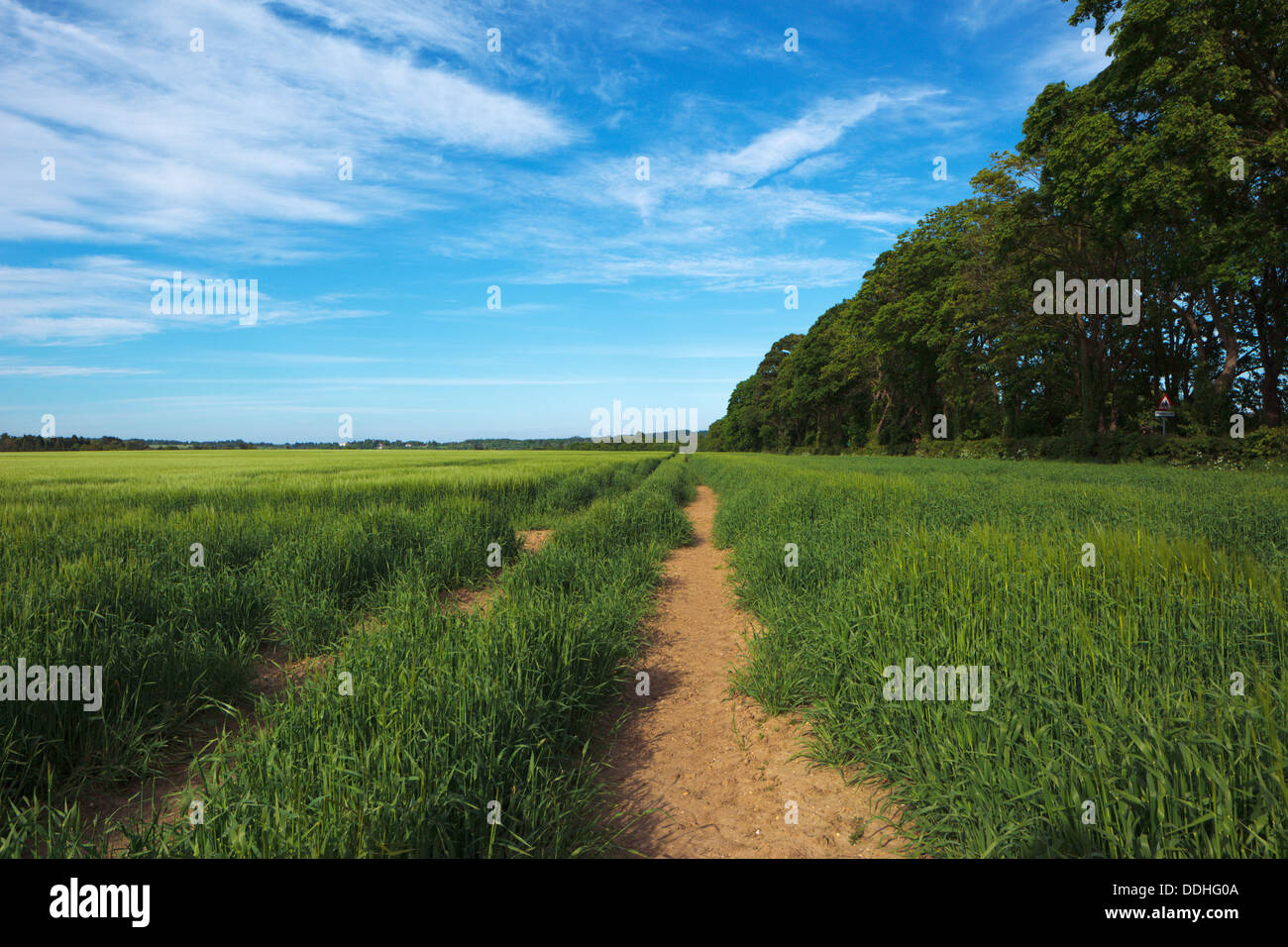 Track through a Chiltern Hills wheat field edged with trees under a summer blue sky with fine white cloud Stock Photo