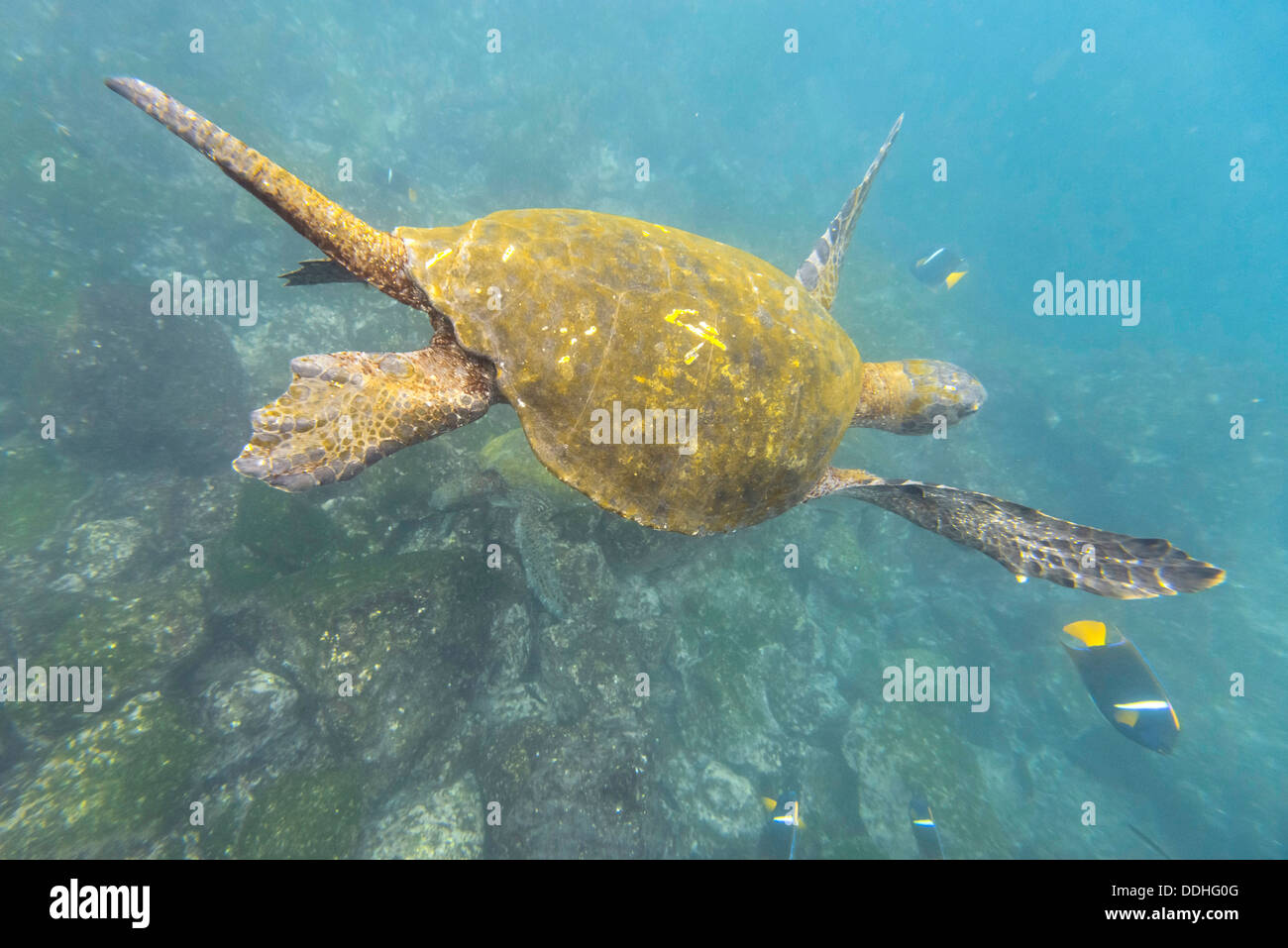 Green Sea Turtle or Pacific Green Turtle (Chelonia mydas japonica) and a Passer Angelfish or King Angelfish (Holacanthus passer) Stock Photo