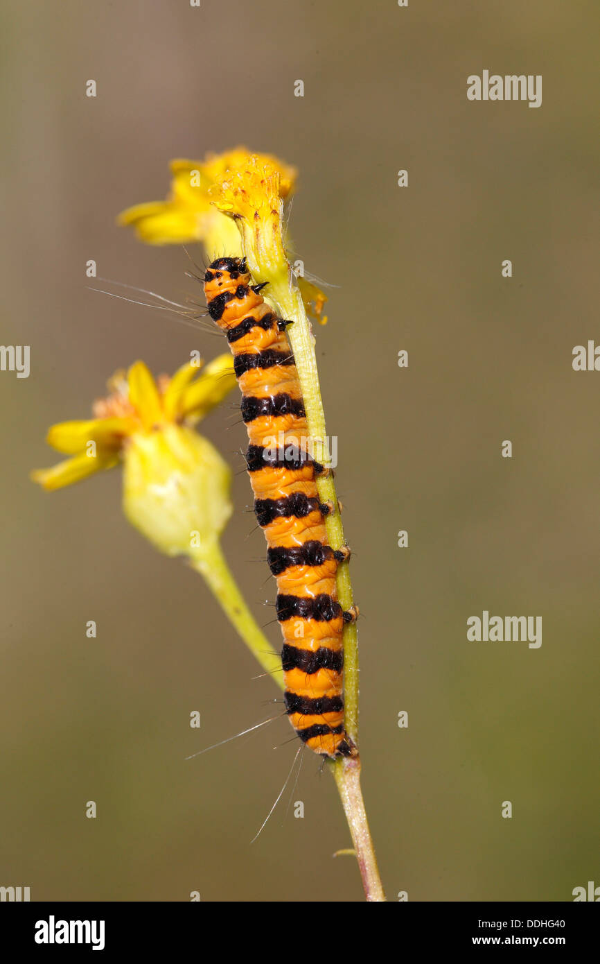 Cinnabar Moth (Tyria jacobaeae), caterpillar feeding on yellow ragwort flowers (Senecio sp.) Stock Photo