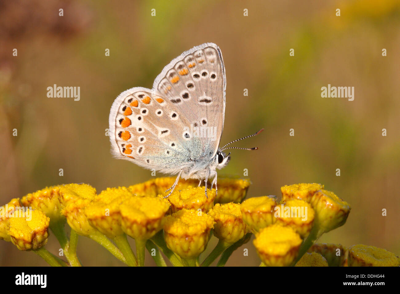 Common Blue (Polyommatus icarus) perched on a tansy Stock Photo