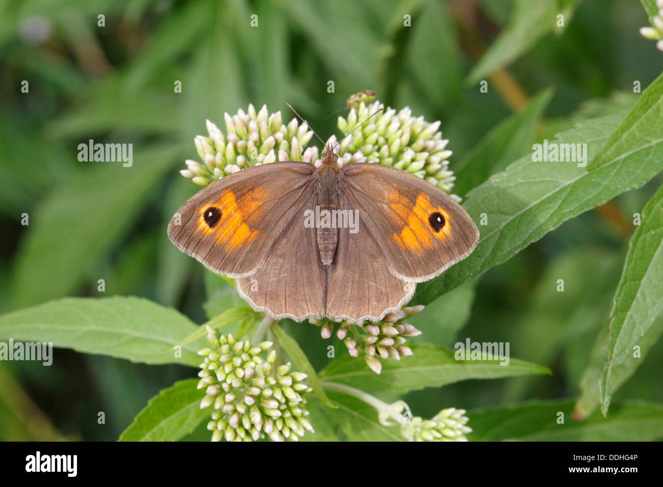 Meadow Brown (Maniola jurtina), female perched on an agrimony flower Stock Photo
