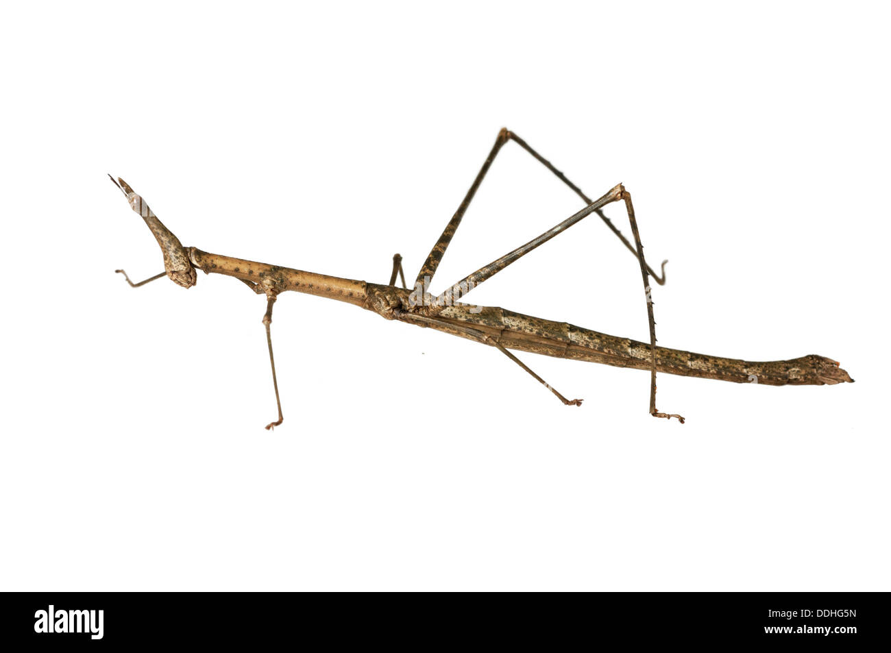 Horse Head (Pseudoproscopia latirostris Stock Photo Alamy