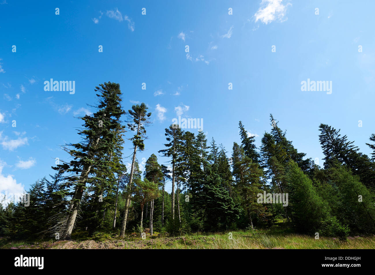 Woodland and forest, Aberdeenshire,  near Ballater, North East Scotland Stock Photo