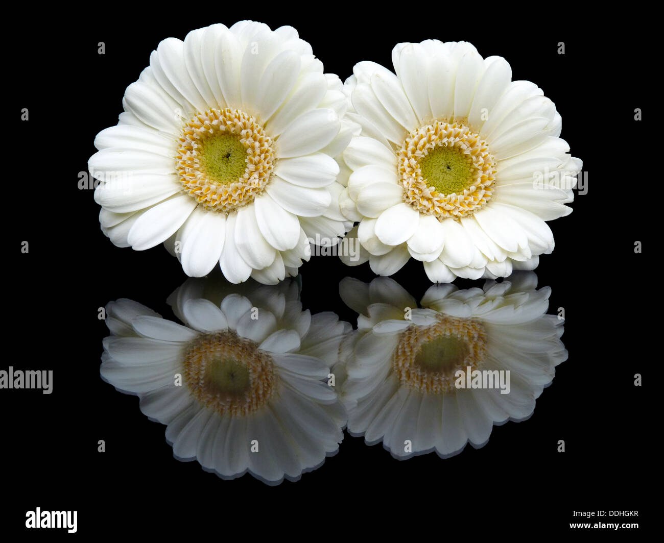 Two white gerberas with mirror image on a black background Stock Photo