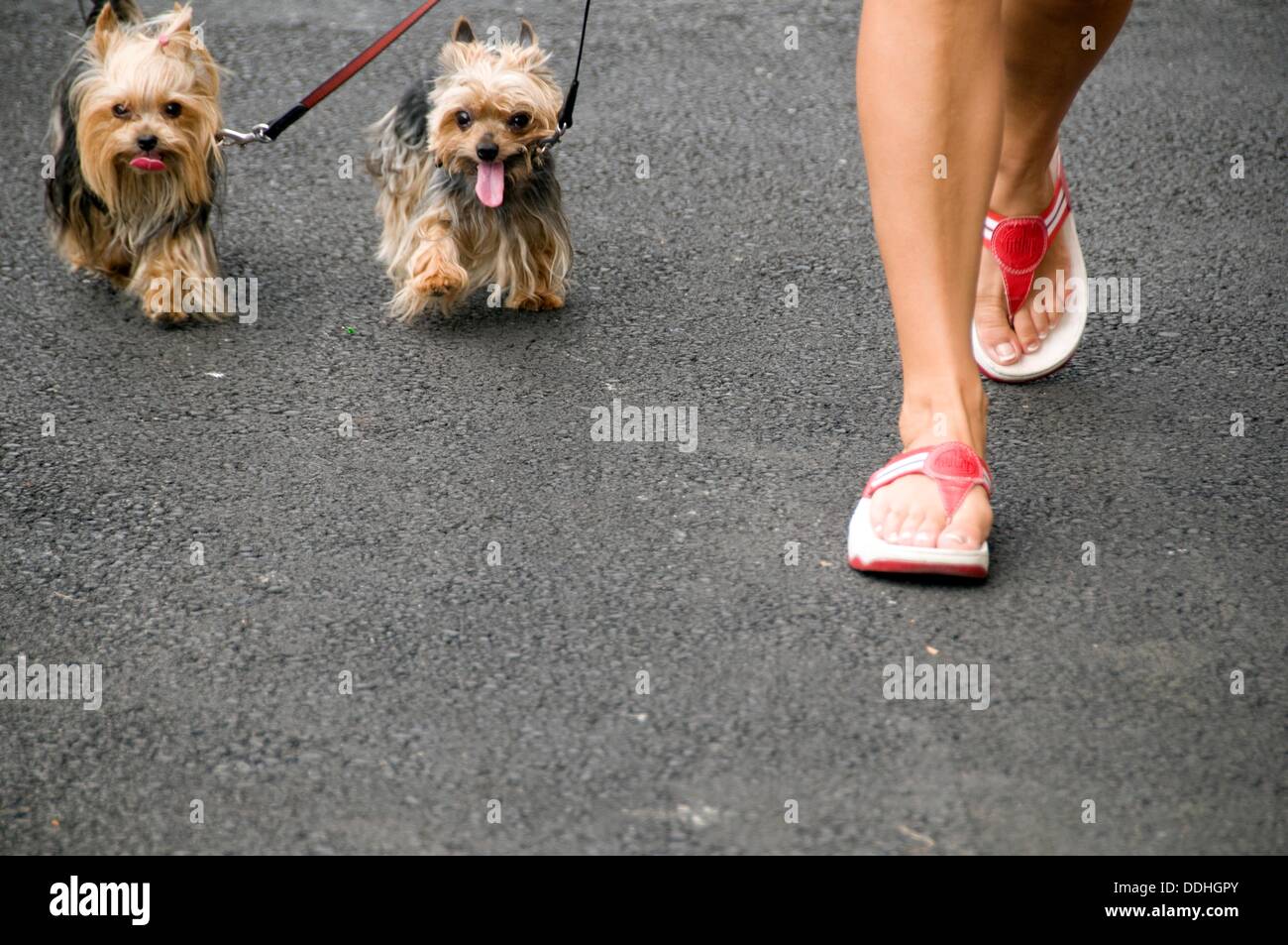 Woman and two dogs hi-res stock photography and images - Alamy