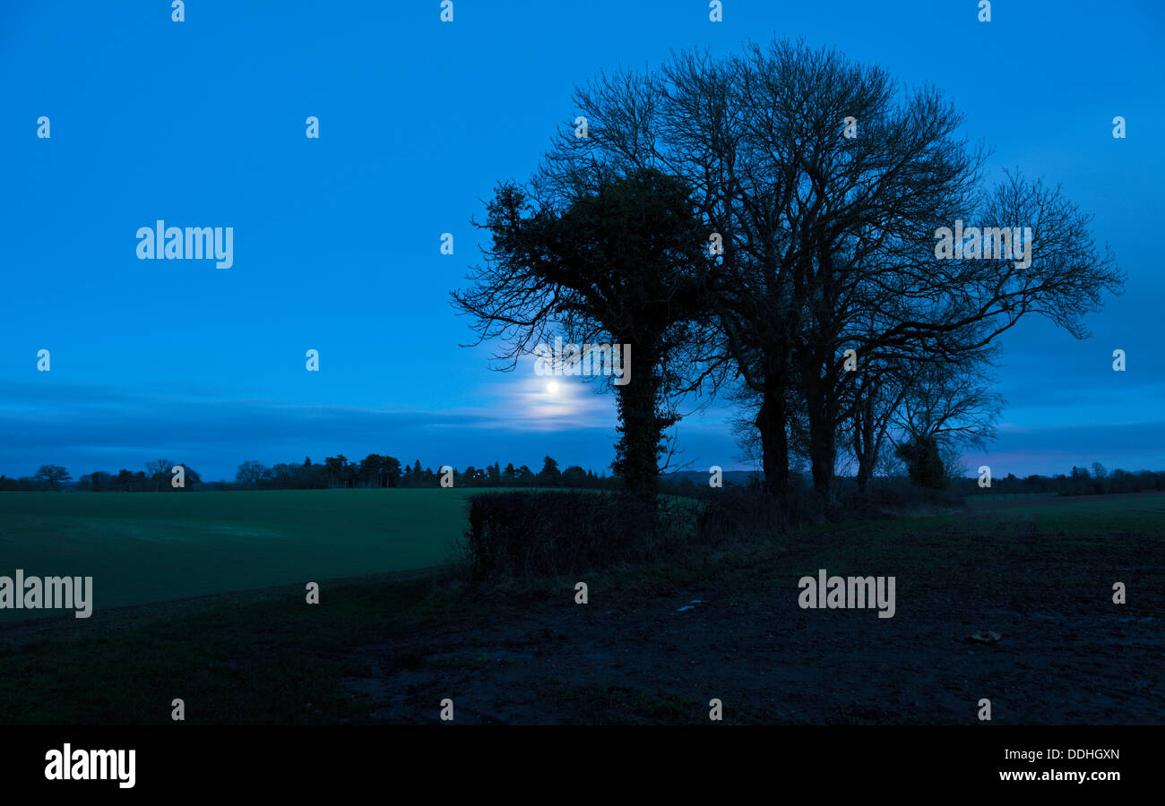 Moonlit trees and fields in the Chiltern Hills Oxfordshire England UK just after moonrise Stock Photo