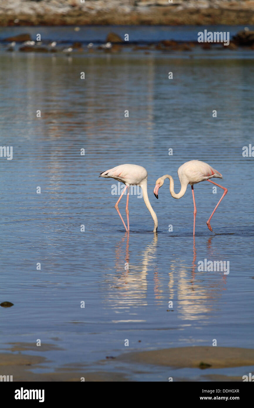 Two Greater Flamingos (Phoenicopterus roseus) at Kommetjie near Cape Town. Stock Photo