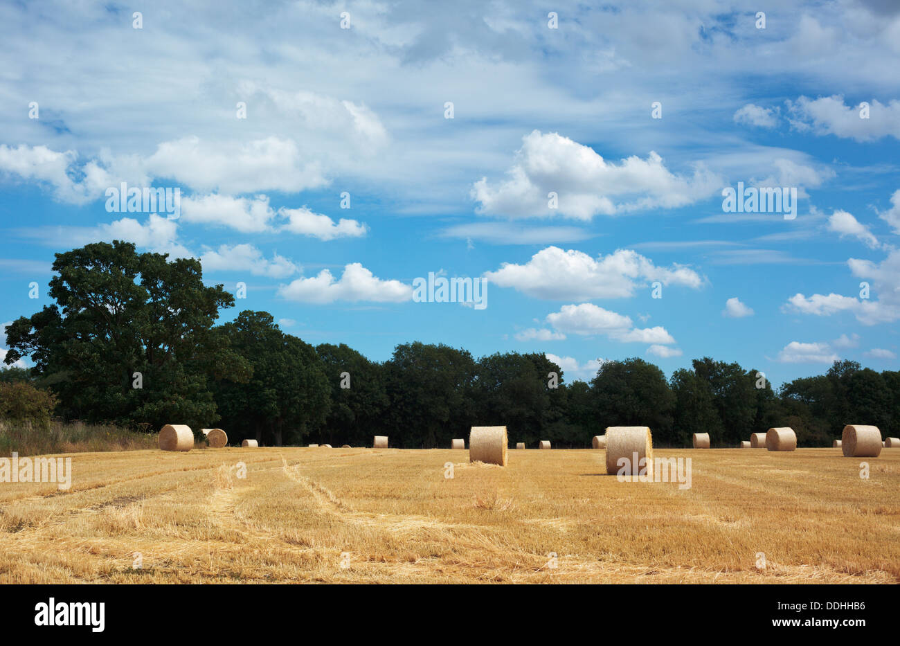 Harvested wheat field with rolls of wheat under a blue fluffy sky Stock Photo