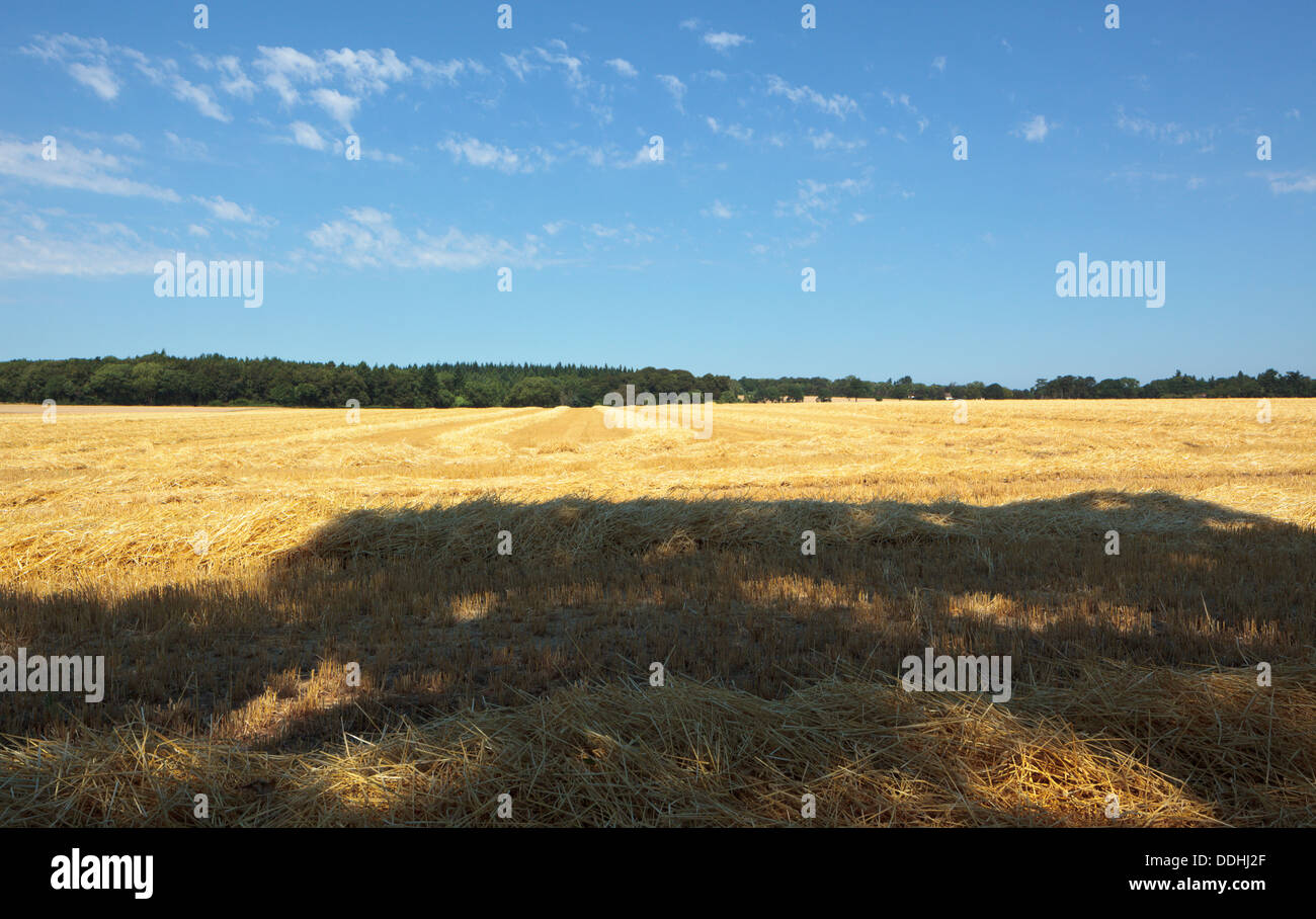 Harvested wheat field with long shadows and fine cloud Stock Photo