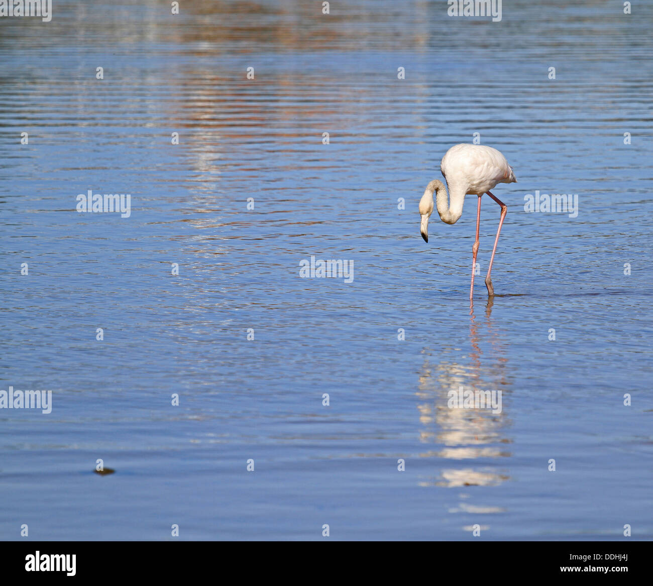 Greater Flamingo (Phoenicopterus roseus) at Kommetjie near Cape Town. Stock Photo