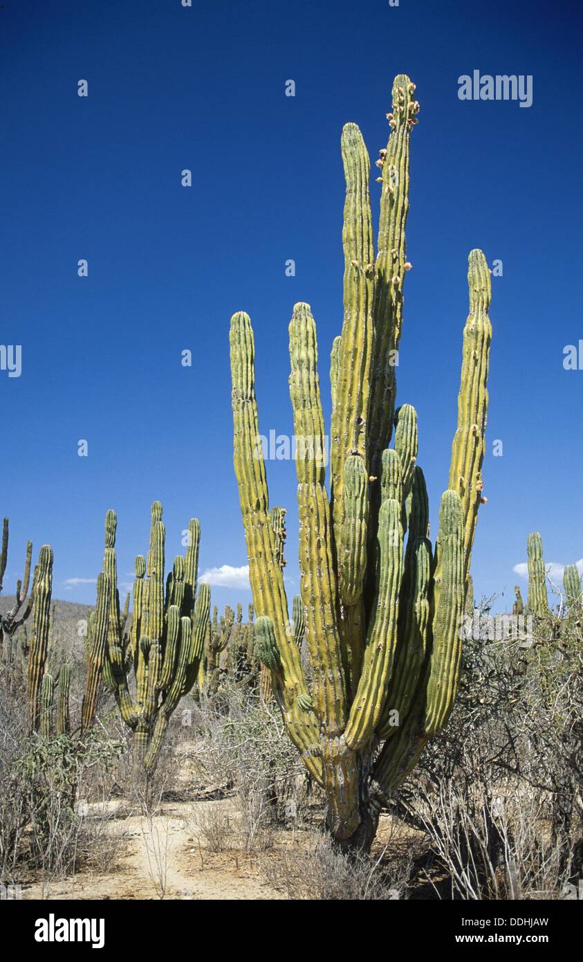 Giant Cactus, Baja California, Mexico Stock Photo Alamy