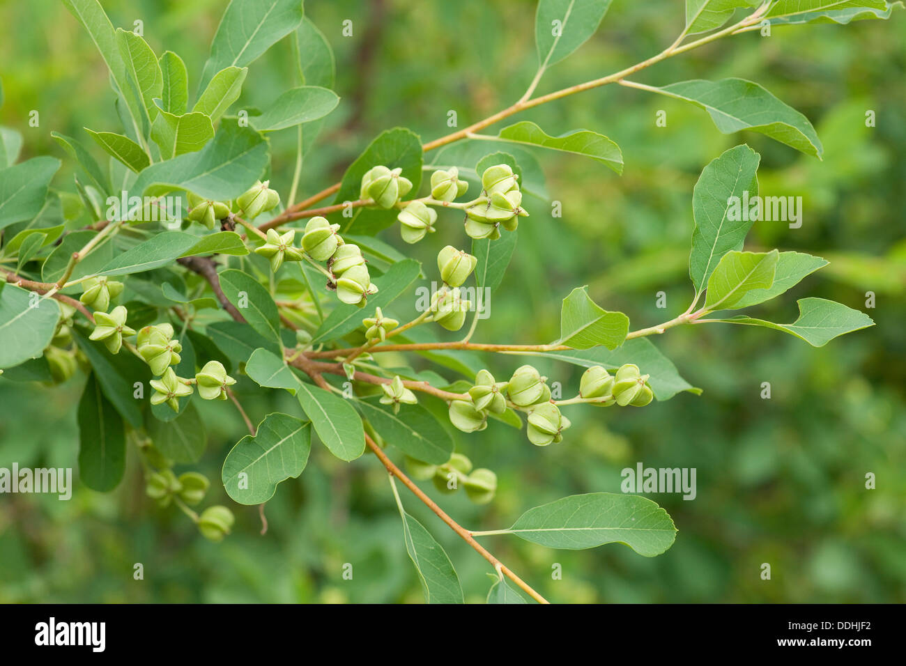 Pearlbush (Exochorda giraldii), fruits and leaves, garden plant, native to China Stock Photo